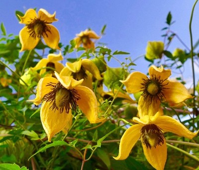 Clematis tangutica 10-40cm | Golden clematis | Orange peel clematis - Golden cle