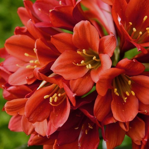5 Clivia Seeds Kaffir Lily Clivia miniata Garden Flowers - Picture 13 of 15