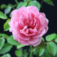 Bodendecker rose Rosa the Fairy rosa im Topf winterharte flächenbepflanzung