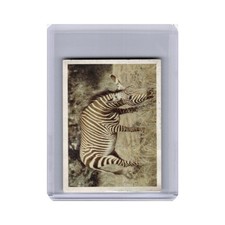 Mountain Zebra 1940 Our South African National Parks #23 EX
