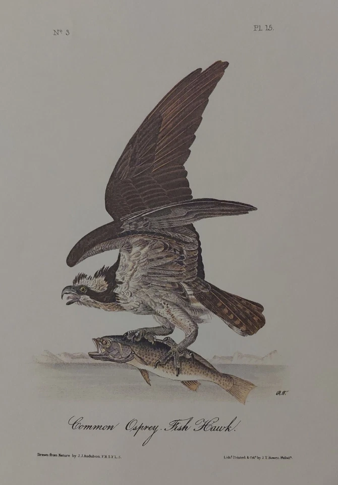 Audubon Birds Octavo 1ª Edición Común Águila pescadora halcón pl 15 Libro Placa Impresión Foto 2 de 3