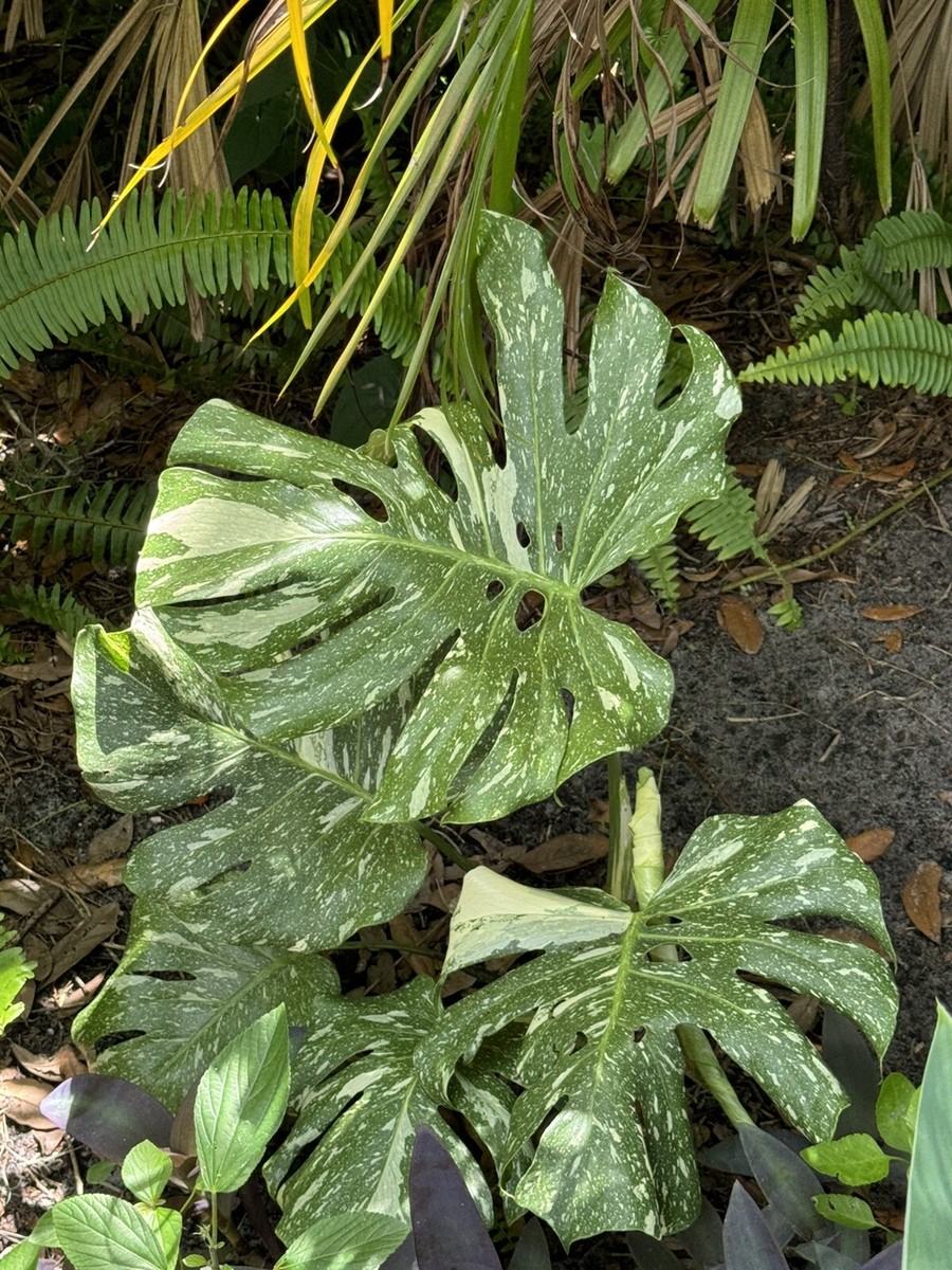 monstera thai constellation plant | eBay