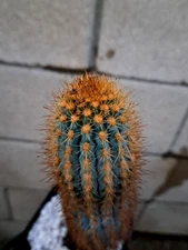Pilosocereus Flexibilispinus Blue Columnar Cactus Brazil 13H