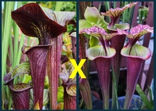 2025 SARRACENIA SEEDS: BLACK WIDOW X KRIMZN TIDE [CARNIVOROUS PLANT SEED]