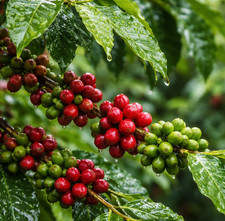 120 Premium Coffee Seedss Coffea sp. typica var. Typica Coffee