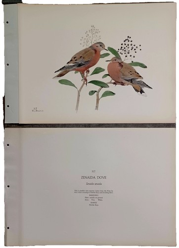 Vintage Print,NY Nat'l.History,Birds,1844,BROAD WINGED & TURKEY