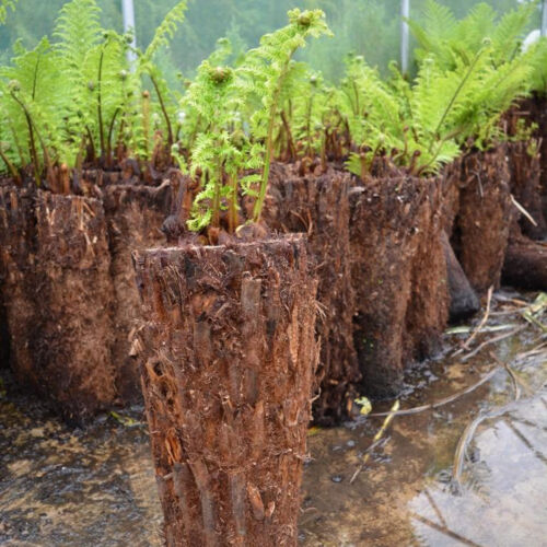 Dicksonia Antarctica Soft Tree Fern Lush Plants Outdoor Garden Ready Hardy Trees - Picture 3 of 56