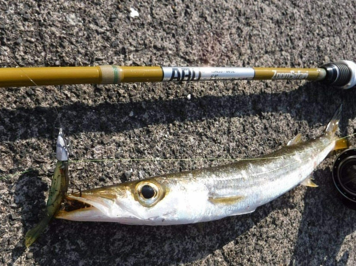 Abu Garcia PackRod Spinning ZoomSafari ZMSS-605L | eBay
