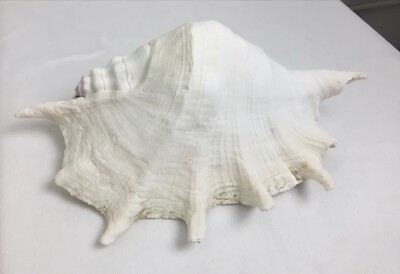 Cambis Spider Conch Sea Shell Real Spider Conch 10  Spider Seashell Shell