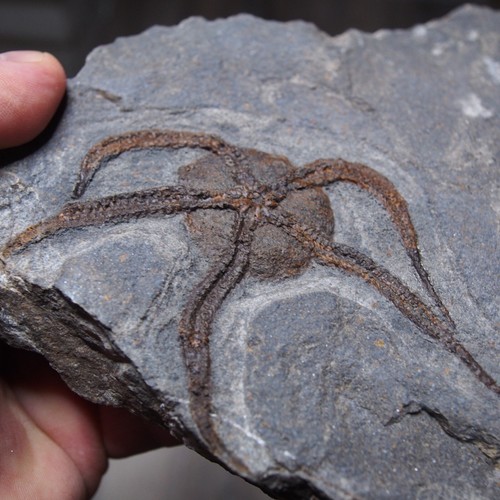 1.3kg Starfish Ophiura sp. Fossil Morocco Ordovician - Picture 2 of 7