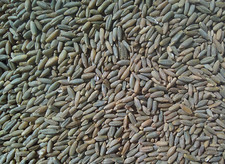 Organic Rye Grain Berries 5Lb. Mycology Free Shipping