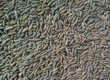 Organic Rye Grain Berries 5Lb. Mycology Free Shipping