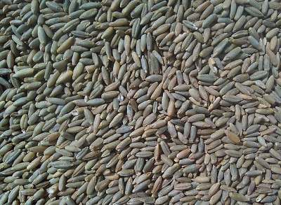 Organic Rye Grain Berries 5Lb. Mycology Free Shipping