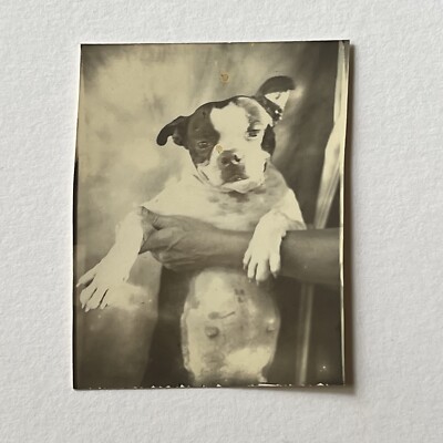 Vintage Photo Booth Photograph Beautiful Boston Terrier Dog Pregnant?