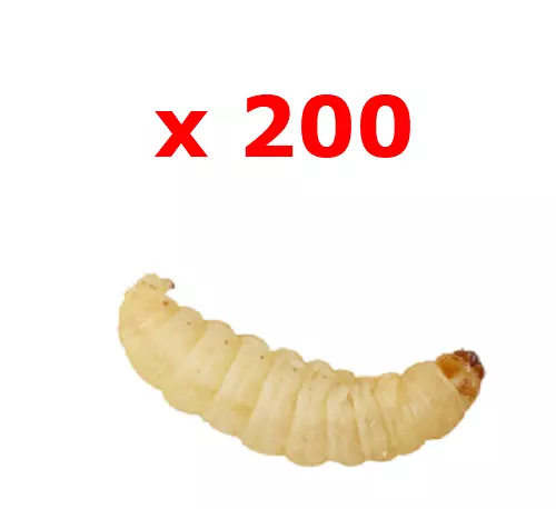 200 Waxworms Bulk Reptile Food Livefood waxworm Wax Worms