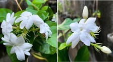 Arabian Jasmine | 10+ seeds | Jasminium Sambac | Heavenly Scent
