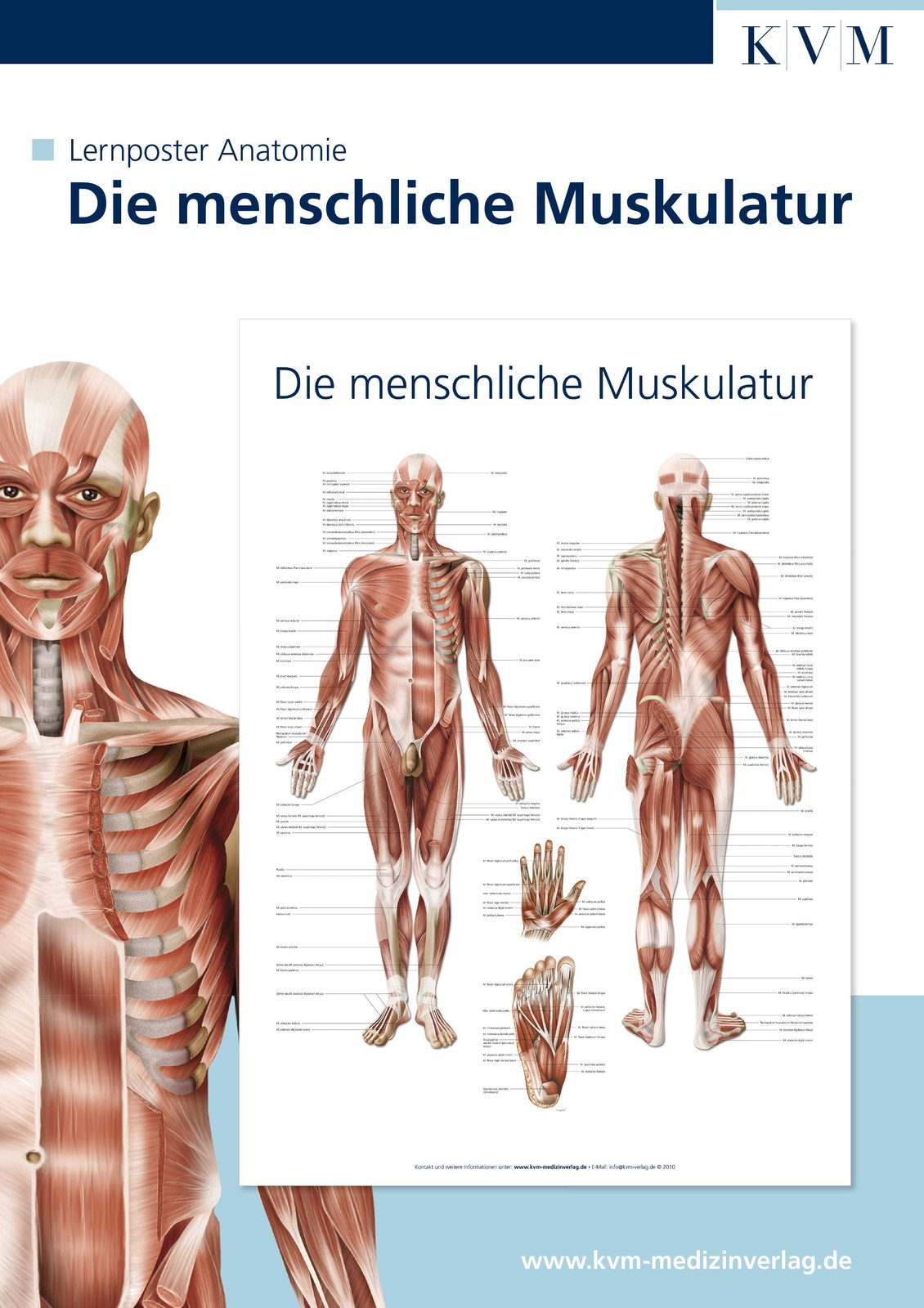 Kvm-Der Medizinverlag Anatomie Lernposter. Die Menschliche Muskulatur - Image 2