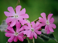 3 Silene Dioica (red campion, SDR) seedling plug plants