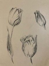 beautiful drawing 1950 flower flowers pencil tulip plant Art Nouveau old herbarium
