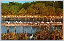 Bird Sanctuary Avery Island Louisiana LA c1960 Vintage Postcard