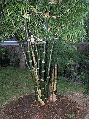 Bambusa bambos 15-1000 Seeds Bambusa arundinacea Giant Indian Thorny Bamboo