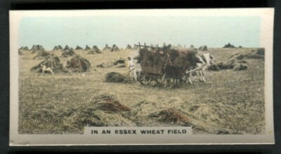 Tabakkarte, Cavanders, HOMELAND SERIES, 1924, Std, Essex Wheat Field, #13