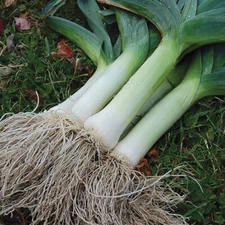 GIANT MUSSELBURGH LEEK ONION 250 SEEDS NON-GMO FRESH FOR GARDENS