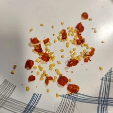 Birds Eye Pepper Seeds Chiltepin Tepin Chile Pequin  60+ Seeds Free shipping