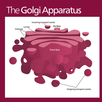 Golgi Apparatus Body Cell Organelle Biology Diagram Poster Art Print 24 ...