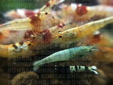 40g Barley Shrimp Food Bonsai Shrimp Crystal Red Cherry Blue Yellow Green Shrimp