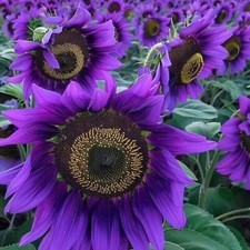 50pcs Rare Purple Sunflower Seeds ‘Violet Majesty’ - Unique Blooms for Garden uk