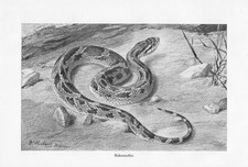 Hakennatter Heterodon nasicus Original Kunstdruck von 1913 Schlangen Reptilien
