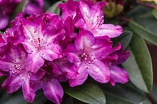 Rhododendron Hybr. 'Anatevka', Rhododendron, rosa, 30–40 cm