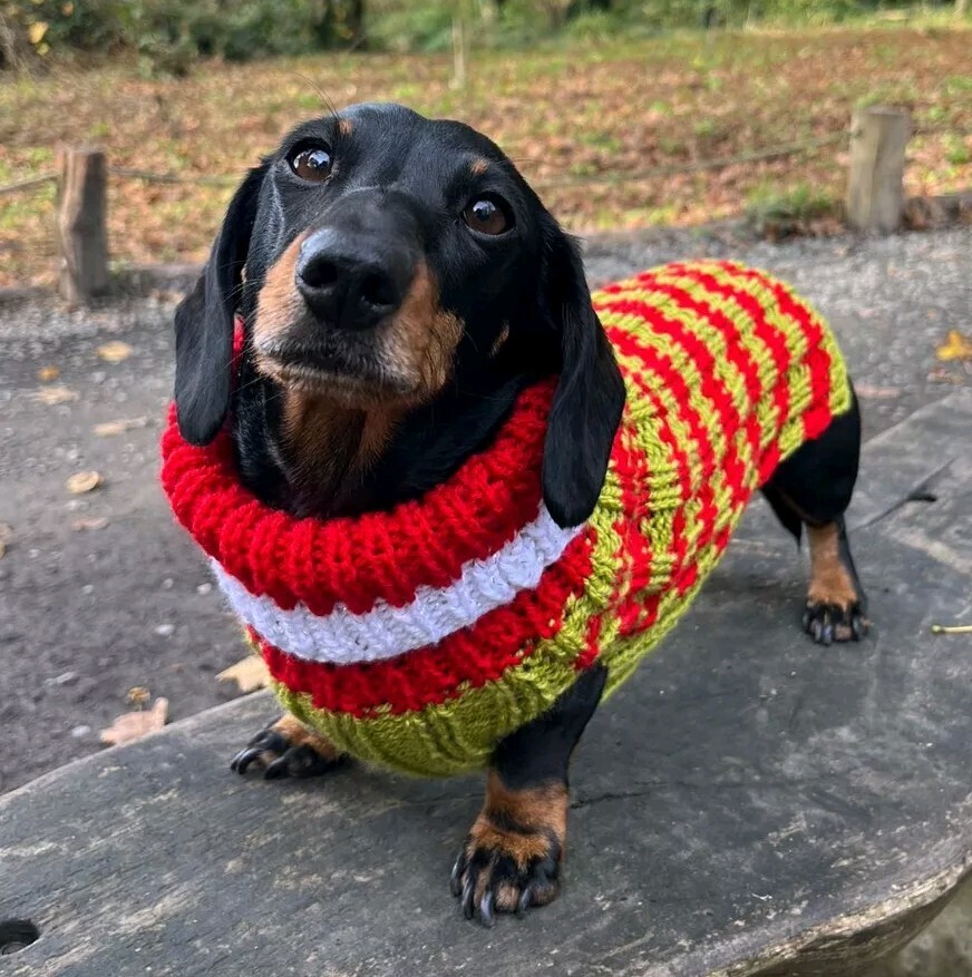 Dachshund Dog Christmas Jumper The Grinch Stripes CUSTOM MADE