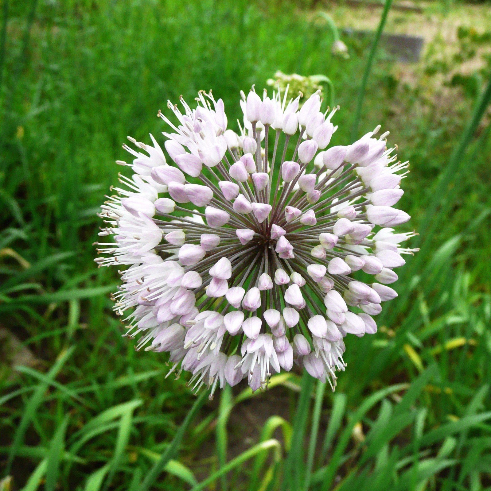 Easy to Grow Allium - Summer Sparkler Mix 60 Plant Bulbs