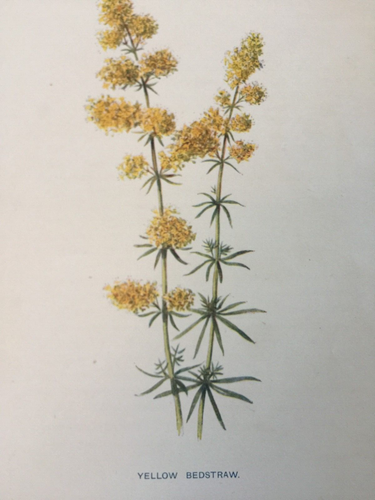 Yellow Bedstraw Antique Print 1902 – F.E. Hulme Botanical Wildflower Art - Picture 2 of 11