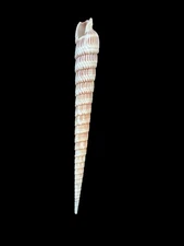 Seashell  Terebra 124.2mm