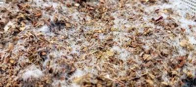 25g Elder Wood Forest Effect ~ Scenic Modelling Scatter Warhammer Model Scenery