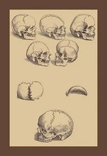 Skulls Andreas Vesalius Poster Print