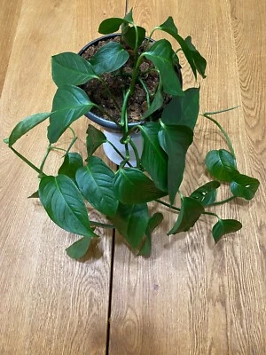 Monstera Lechleriana Plants Gumtree Australia Port Adelaide Area Clearview 1252123860