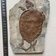Real Turtle Fossil Rare Chinese Best Triassic Keichousaurus Collection
