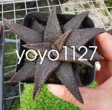 5-7cm Succulent plants Haworthia Haworthiopsiskoelmaniorum potted Garden Plants