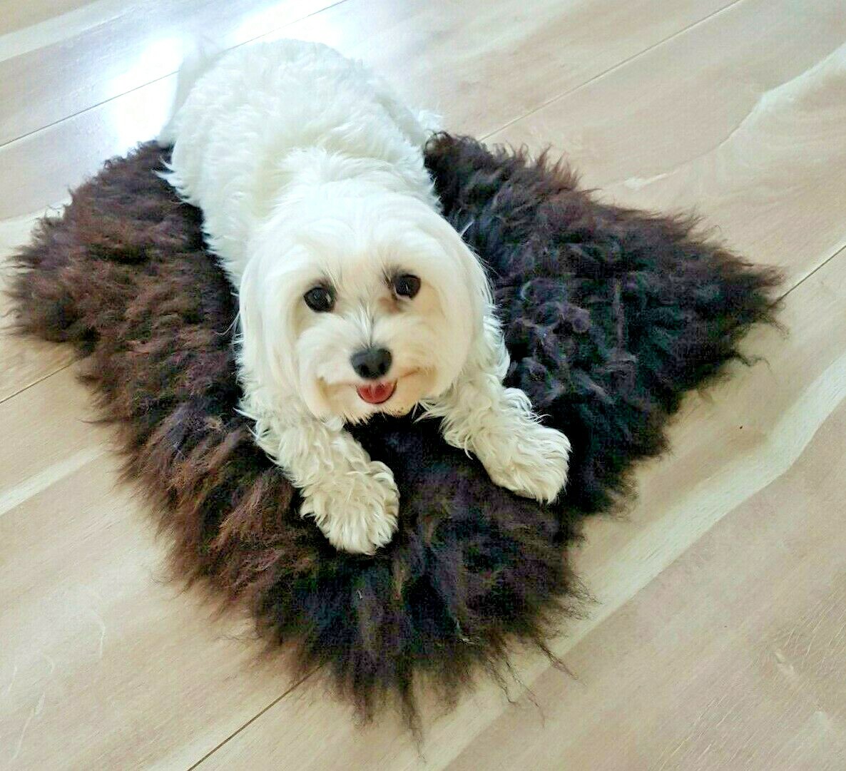 100 GENUINE Sheepskin PET BED Rug Seat Cover Pet Puppy Dog Cat Mat