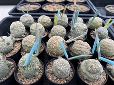 600 Seeds/Set Pseudolithos migiurtinus Fresh New seeds