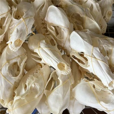 Wholesale 100 pcs Real Fox Skull taxidermy real bone skeleton real animal skull