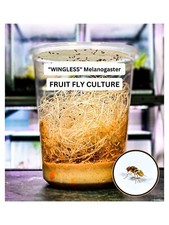 "Wingless" Drosophila melanogaster Fruit Fly Culture - LIVE FEEDER INSECTS