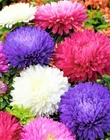 Aster Seeds Powder Puff Mix NON-GMO 300+ SEEDS BUY (4) ITEMS FREE SHIPPING