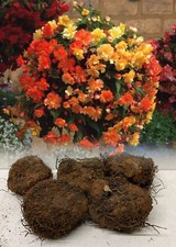 MIXED YELLOW/ORANGE PENDULA BEGONIA(TRAILING) BULBS/CORMS GARDEN/HANGING BASKET