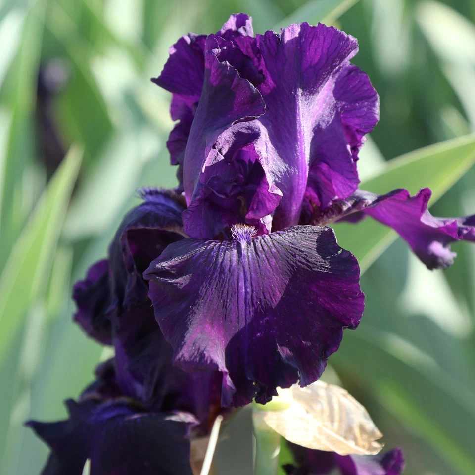 Easy to Grow Bearded Iris Ozark Rebounder Plant Bulbs, Flowers in Spring Fall - Image 4 of 4