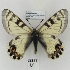 Parnassius for collectors | rare Parnassinae